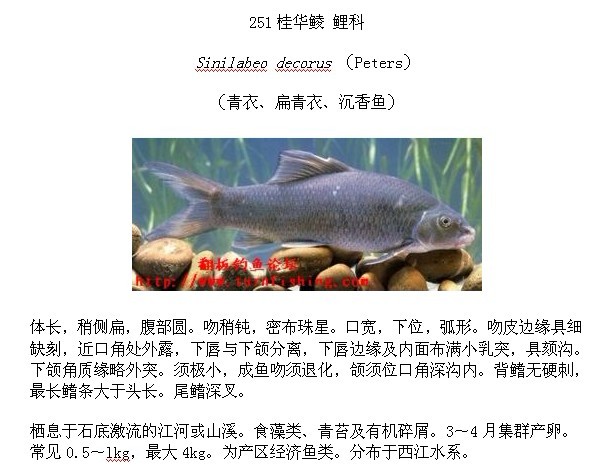 主题:中国淡水鱼图谱(二)