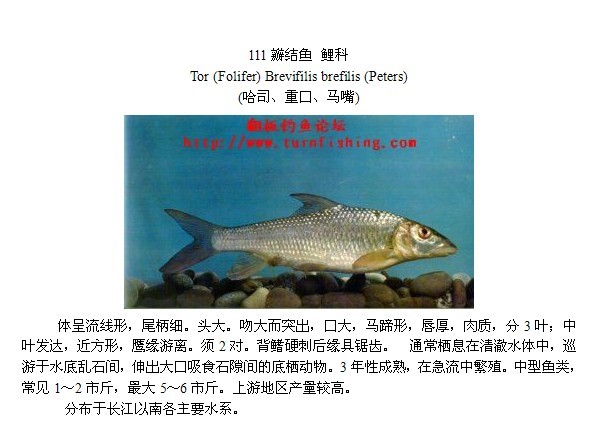 标题:中国淡水鱼图谱(一)