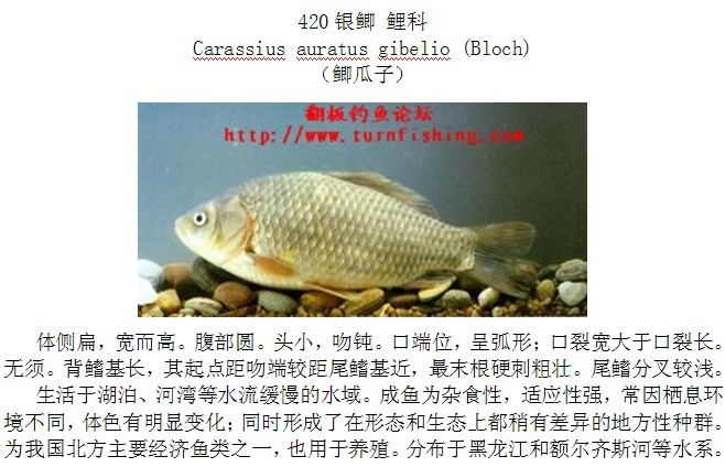 主题:中国淡水鱼图谱(三)